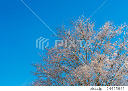 Frozen trees in winter with blue sky Frozen trees in winter with blue sky 24425943