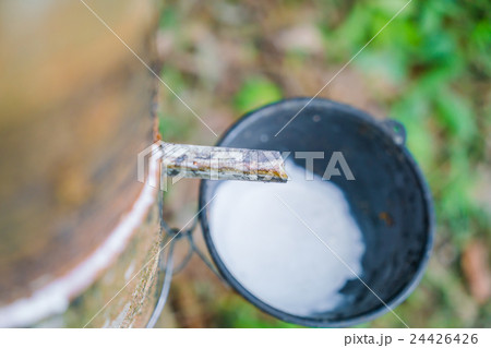 Milk of rubber tree flows into a bowl . Milk of rubber tree flows into a bowl . 24426426
