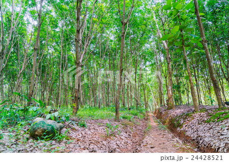 Para rubber tree . 24428521