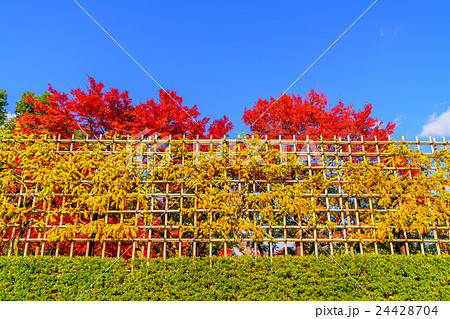 Beautiful Colorful Autumn Leaves 24428704