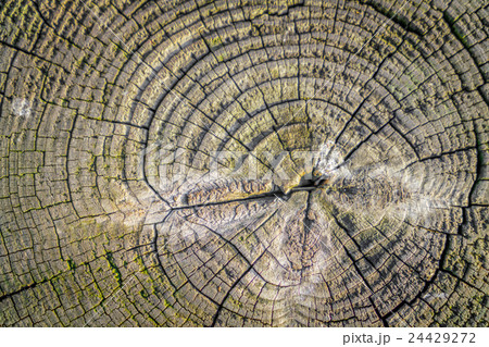Wood texture background Wood texture background 24429272