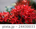 サンタンカ 24430033