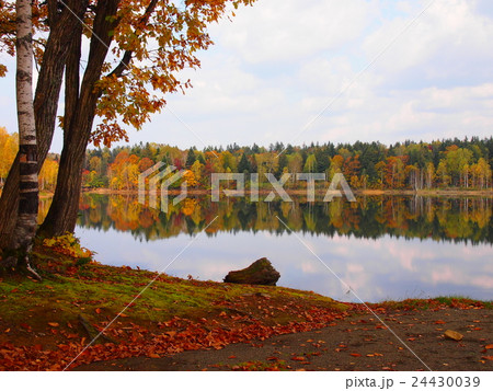 紅葉に染まる秋の朱鞠内湖の写真素材