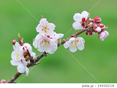 白梅 白梅 24430218