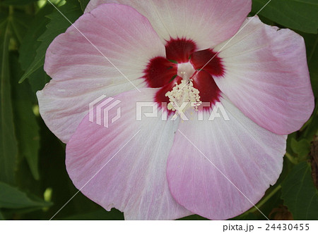 タイカンビカス・アドニス タイカンビカス・アドニス 24430455