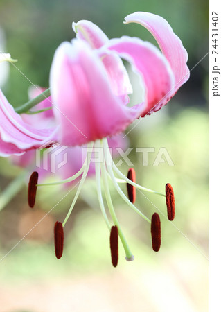 カノコユリ 24431402