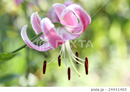 可憐なカノコユリ 24431403