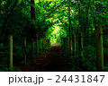 森林浴 24431847