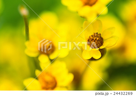 Yellow spring flowers macro close-up, SDF Yellow spring flowers macro close-up, SDF 24432269