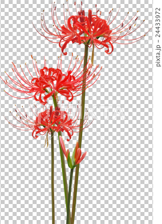 Cluster amaryllis Cluster amaryllis 24433972