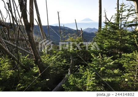 金峰山の森から眺める富士山 金峰山の森から眺める富士山 24434802