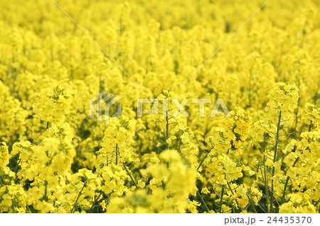 満開の菜の花畑 満開の菜の花畑 24435370