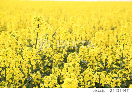 満開の菜の花畑 満開の菜の花畑 24435447