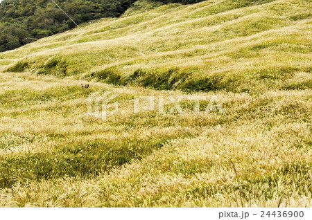 秋の箱根　仙石原のすすき 24436900