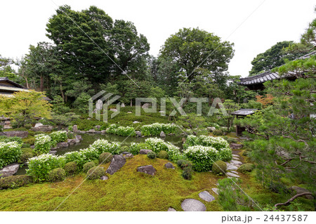 半夏生 - 建仁寺両足院 24437587