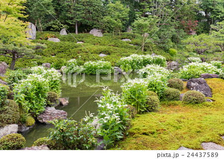 半夏生 - 建仁寺両足院 24437589