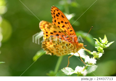 ツマグロヒョウモン（メス） 24437713