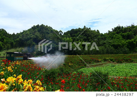 田舎の花畑を走る旧型SL列車の風景写真 成都 芭石鉄路 田舎の花畑を走る旧型SL列車の風景写真 成都 芭石鉄路 24438297