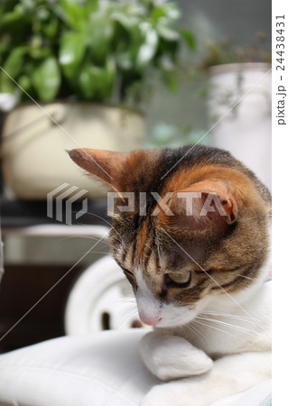 猫の休息 24438431