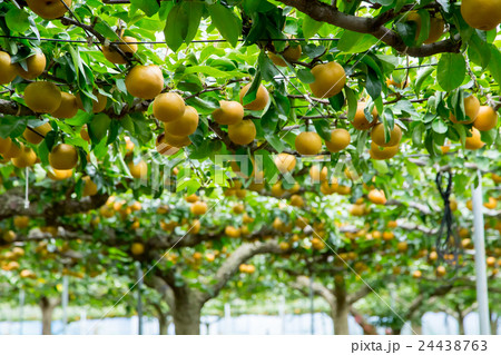出荷前の梨 木に生っている梨 秋の味覚 果物 フルーツ 日本の梨 たくさん 出荷前の梨 木に生っている梨 秋の味覚 果物 フルーツ 日本の梨 たくさん 24438763