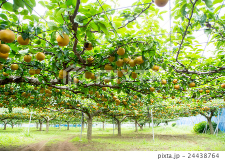出荷前の梨 木に生っている梨 秋の味覚 果物 フルーツ 日本の梨 たくさん 出荷前の梨 木に生っている梨 秋の味覚 果物 フルーツ 日本の梨 たくさん 24438764