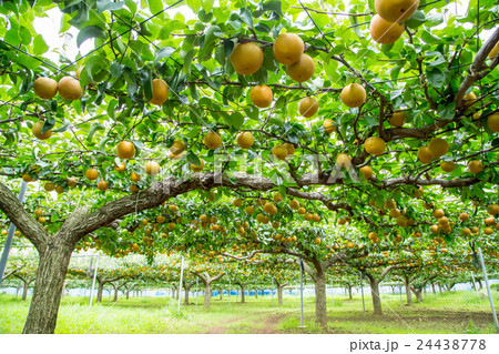 出荷前の梨 木に生っている梨 秋の味覚 果物 フルーツ 日本の梨 たくさん 出荷前の梨 木に生っている梨 秋の味覚 果物 フルーツ 日本の梨 たくさん 24438778