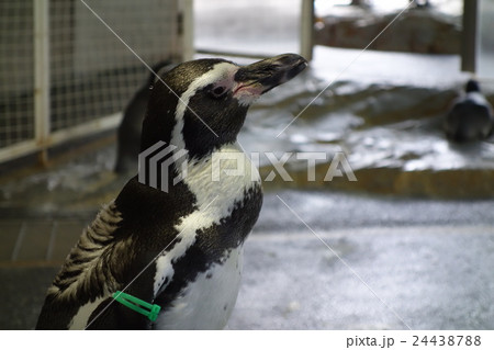 フンボルトペンギン 24438788