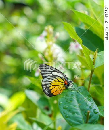 Paninted Jezebel butterfly in a garden Paninted Jezebel butterfly in a garden 24439324