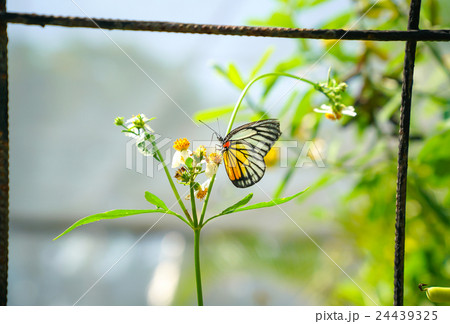 Painted Jezebel butterfly in a garden Painted Jezebel butterfly in a garden 24439325