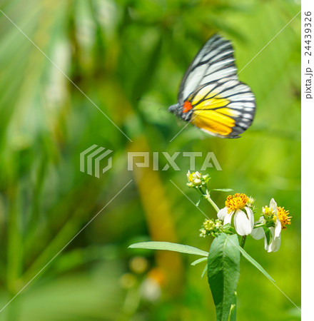 Painted Jezebel butterfly in a garden Painted Jezebel butterfly in a garden 24439326