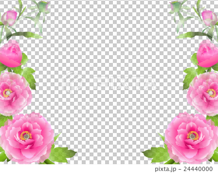 Peony Peony 24440000