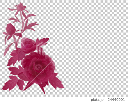 Peony gradient Peony gradient 24440001