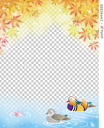 オシドリと秋のモミジの紅葉 オシドリと秋のモミジの紅葉 24440888
