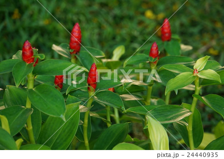 Costus in Bangkok, Thailand（タイ国バンコクで見られるコスツス） 24440935