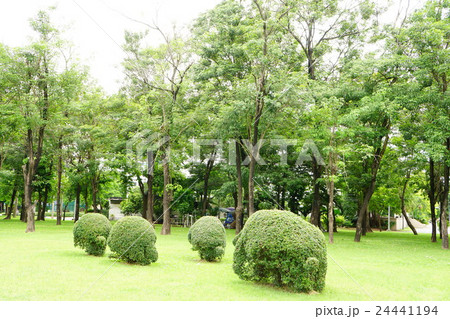 ゾウの植木(Garden Tree of Elephant) ゾウの植木(Garden Tree of Elephant) 24441194