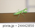 蟷螂 24442850