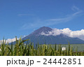 夏の富士山と稲穂 24442851