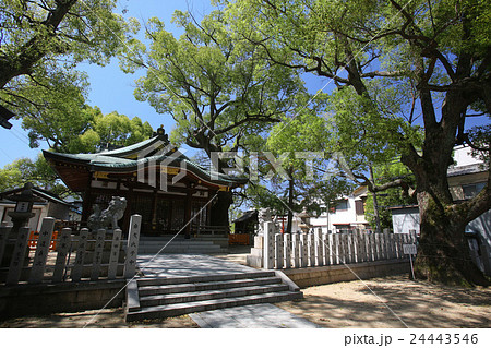 門真市 堤根神社 門真市 堤根神社 24443546