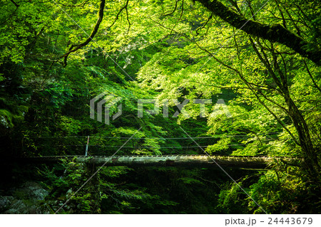 新緑の小田深山渓谷と橋(愛媛県喜多郡内子町) 新緑の小田深山渓谷と橋(愛媛県喜多郡内子町) 24443679