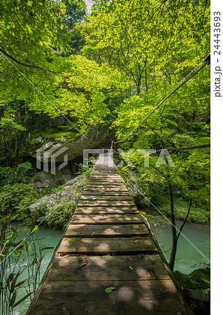 新緑の小田深山渓谷と橋 愛媛県喜多郡内子町 の写真素材