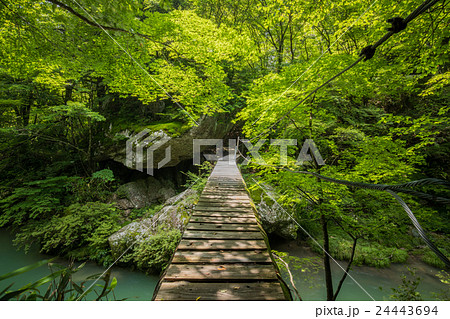 新緑の小田深山渓谷と橋 愛媛県喜多郡内子町 の写真素材