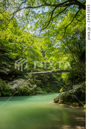 新緑の小田深山渓谷と橋 愛媛県喜多郡内子町 の写真素材