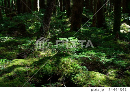 白駒池の薄暗い苔に覆われた森の写真素材