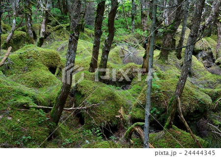 白駒池の薄暗い苔に覆われた森の写真素材