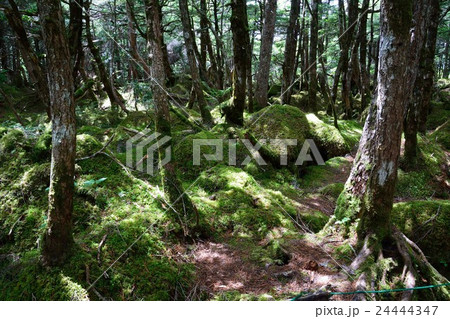 白駒池の薄暗い苔に覆われた森の写真素材