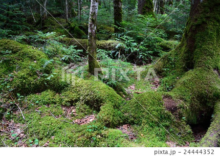 白駒池の薄暗い苔に覆われた森の写真素材