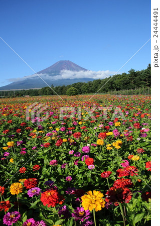 富士山と百日草 富士山と百日草 24444491