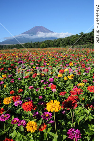 富士山と百日草 富士山と百日草 24444492
