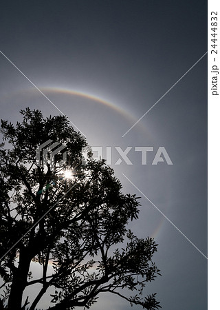 Trees with Sun halo background. 24444832