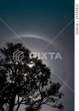 Trees with Sun halo background. 24444833